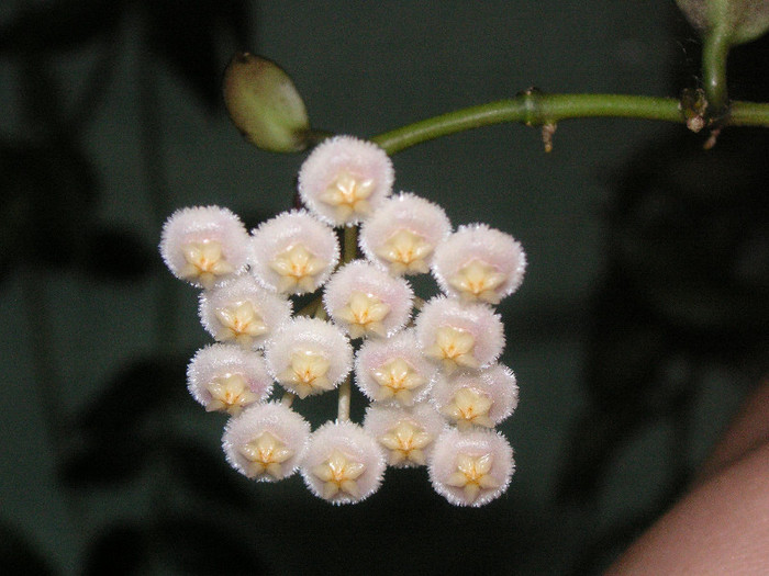 2527678310075666569oGtJaH_fs - Hoya