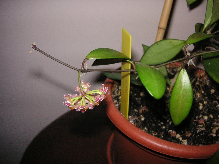 2530672520075666569VBHcho_fs - Hoya