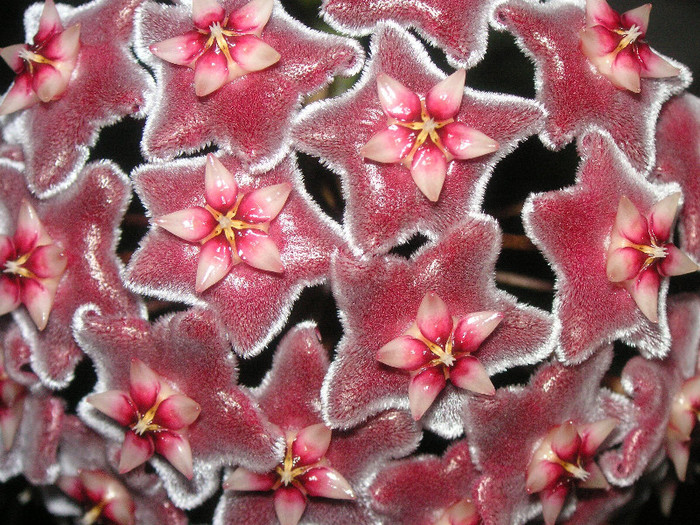 2532019730075666569csoahd_fs