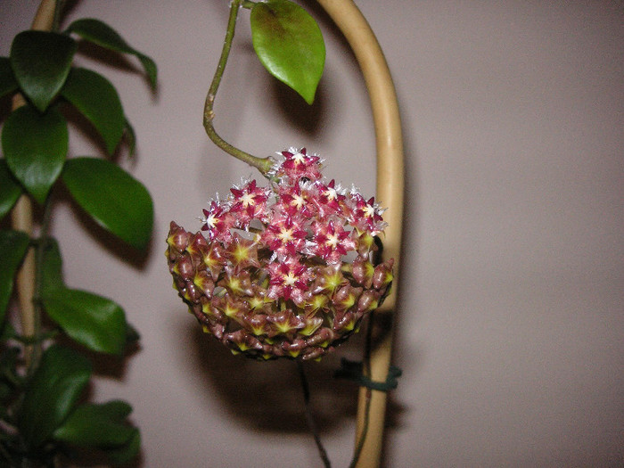 2555278740075666569nLYhwa_fs - Hoya