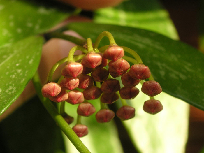 2574323720075666569kodiVc_fs - Hoya
