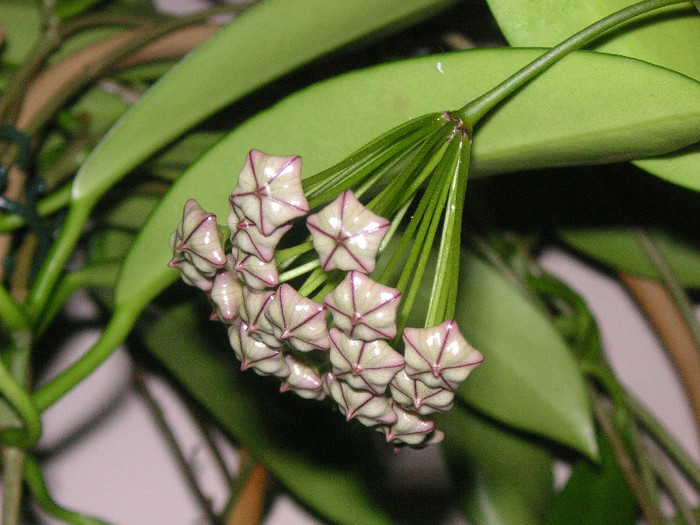 2591064970075666569izwnpd_fs - Hoya