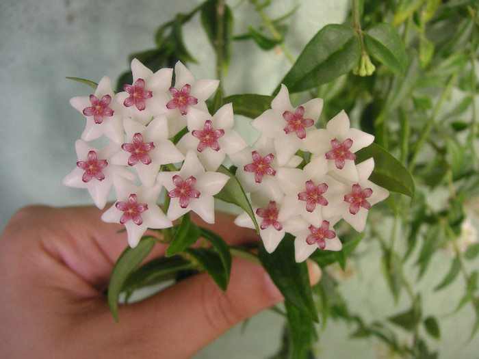2595788690075666569vdjFWN_fs - Hoya