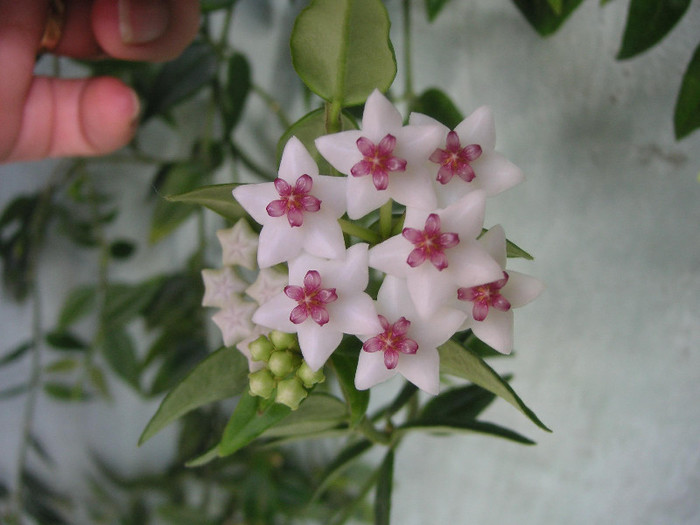 2597456040075666569TnqRiK_fs - Hoya