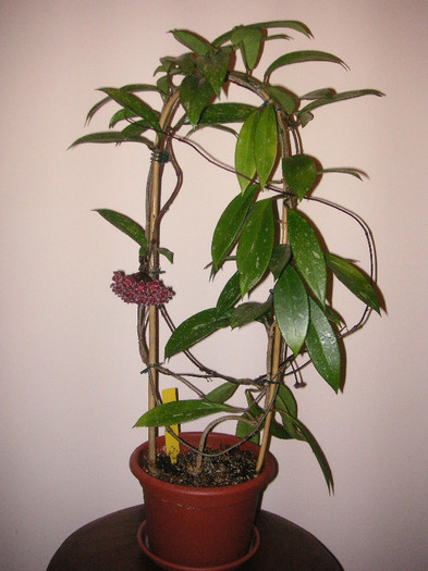 2612127820075666569bWTCPe_fs - Hoya