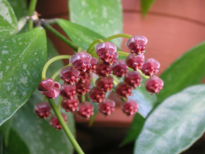 2620473570075666569gtkFiP_fs - Hoya
