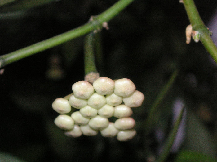 2627980420075666569jVvHjF_fs - Hoya