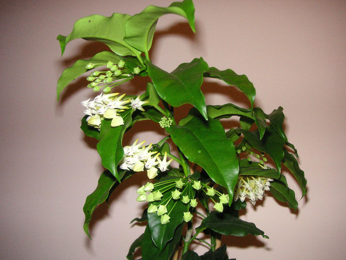 2627984610075666569qkAPPC_fs - Hoya