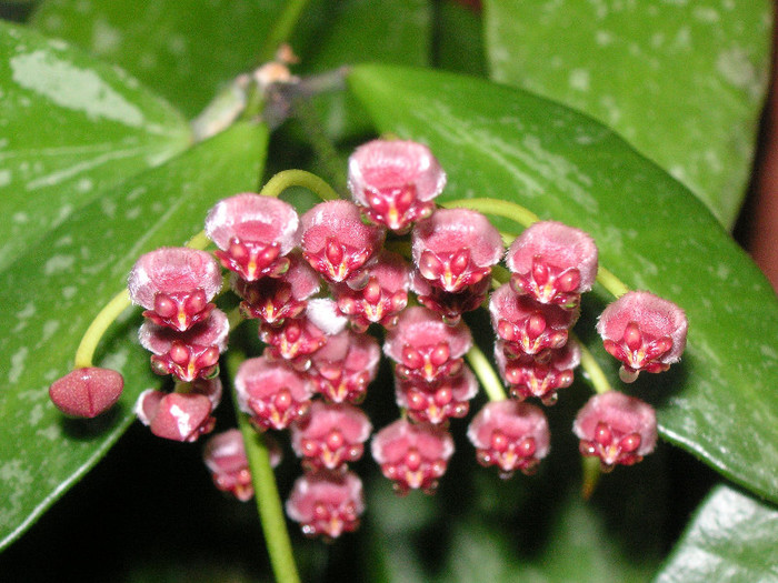 2639271530075666569BEljQS_fs - Hoya