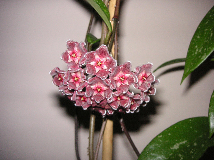 2643211190075666569GLMSlv_fs - Hoya