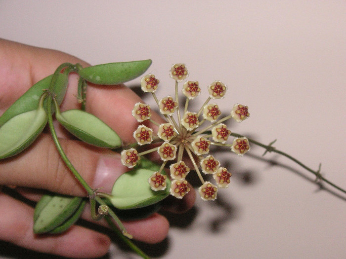 2668918350075666569cdHYFY_fs - Hoya