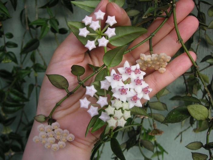 2669465080075666569VDJuQu_fs - Hoya