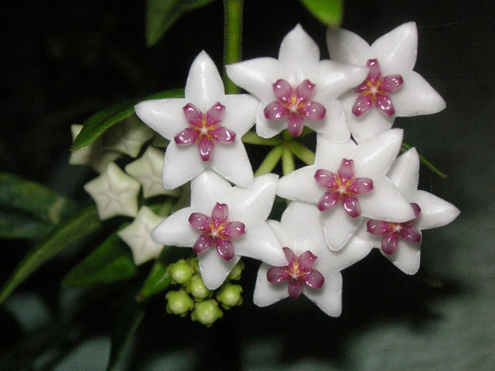 2681172070075666569UwRRAt_fs - Hoya