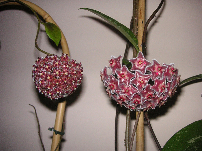 2692966470075666569iKCmAq_fs - Hoya