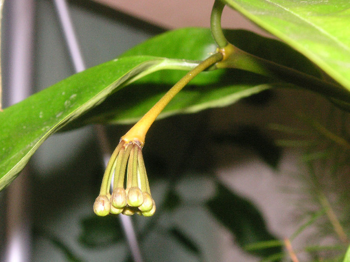 2698506510075666569ebtDlH_fs - Hoya