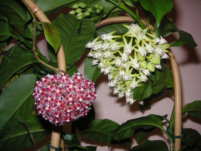 2721448110075666569YlzmVA_fs - Hoya