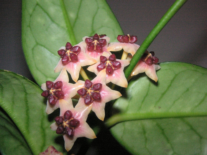 2728426140075666569aNUaTv_fs - Hoya