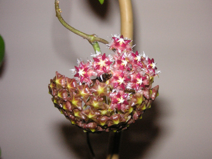 2730770410075666569fGZKfV_fs - Hoya