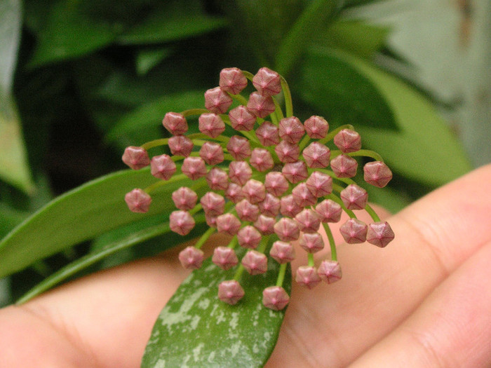 2732193720075666569OleHvq_fs - Hoya