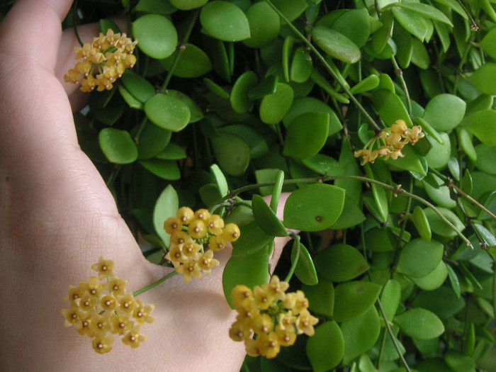 2741276830075666569sQAagQ_fs - Hoya