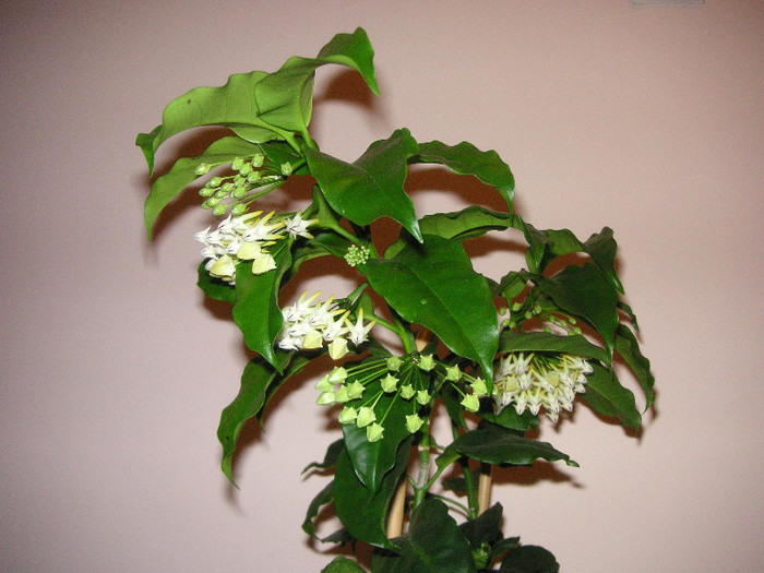 2781809550075666569cCTnKB_fs - Hoya