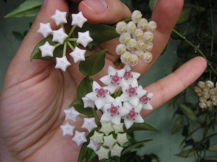 2804005660075666569uyhOmg_fs - Hoya