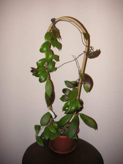 2818186980075666569uiUzyB_fs - Hoya