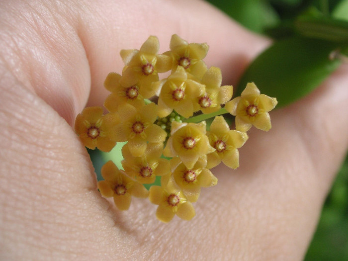 2836014270075666569YfKHJG_fs - Hoya