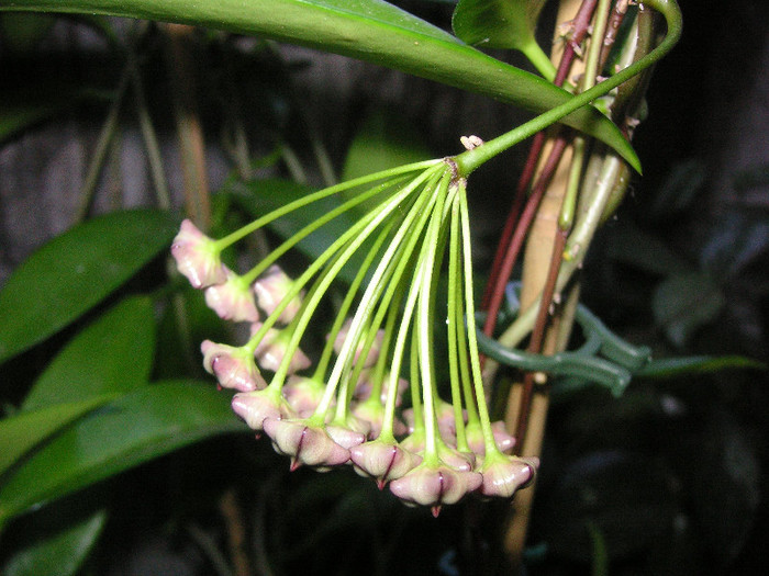 2888114620075666569kULMqs_fs - Hoya