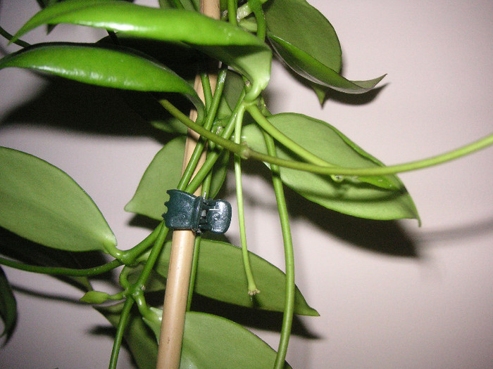 2910215140075666569dgqlNv_fs - Hoya