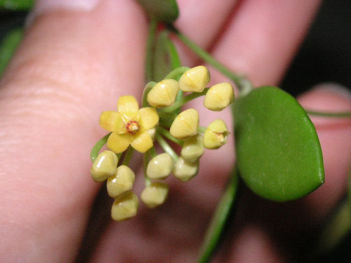 2920349650075666569cRHPMz_fs - Hoya