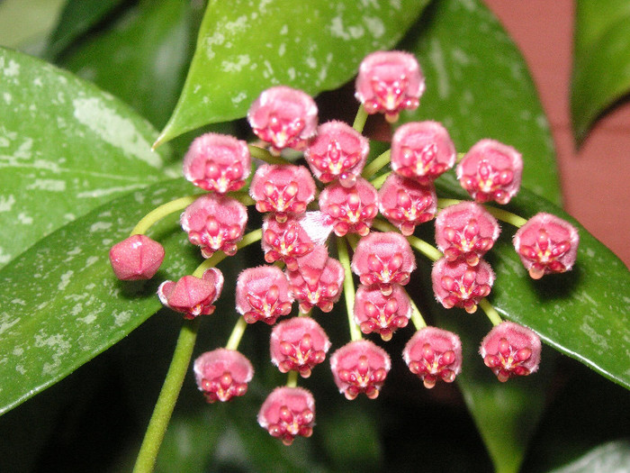 2927922760075666569cajNYF_fs - Hoya