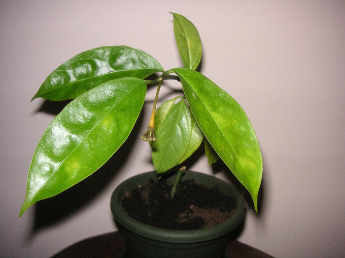 2941094050075666569oqKkDF_fs - Hoya