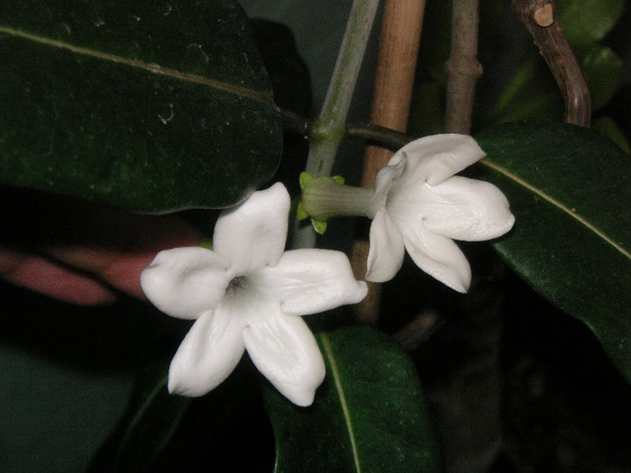 2945231260075666569PCdTBr_fs - Hoya