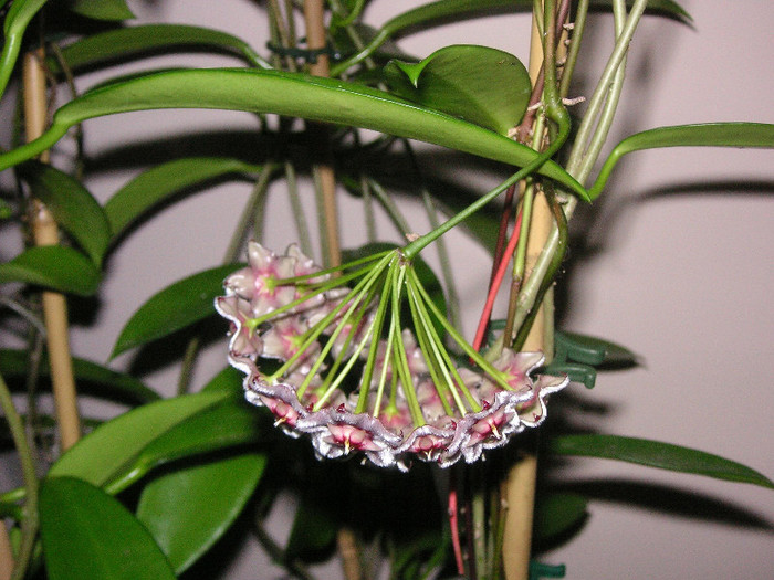 2966842630075666569aezwIN_fs - Hoya