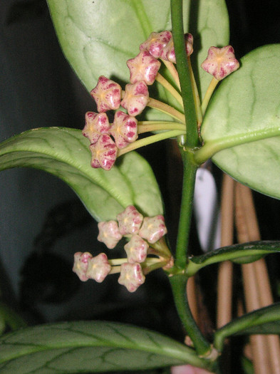 2990985990075666569rcVdIf_fs - Hoya