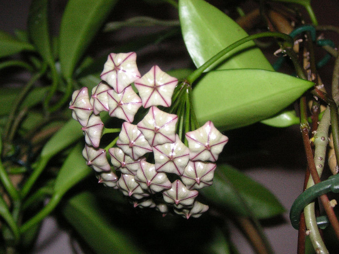 2993641740075666569PiPTEk_fs - Hoya