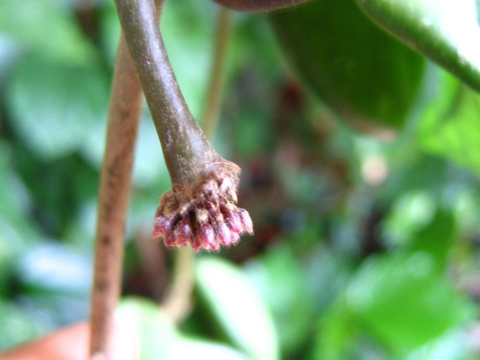 2996562050075666569lTMjbT_fs - Hoya