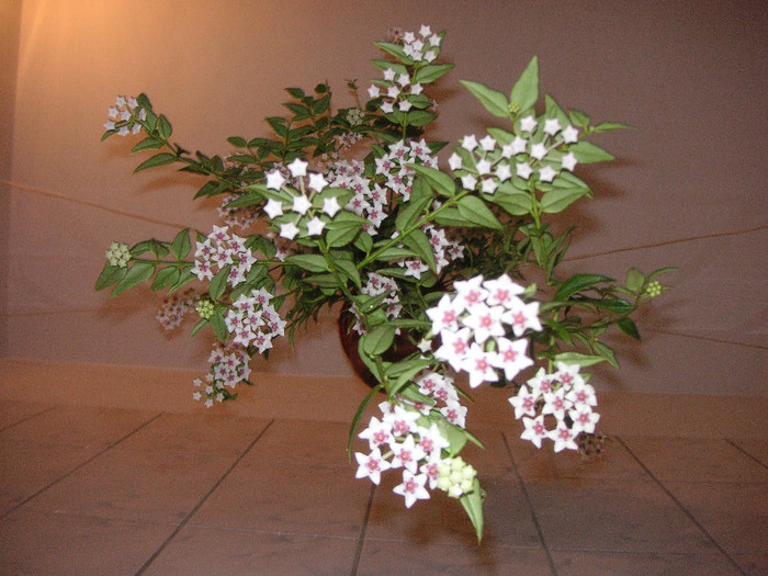 2024872820075666569LmFSjp_fs - Hoya