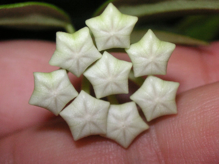 2033823420075666569fFmtzN_fs - Hoya