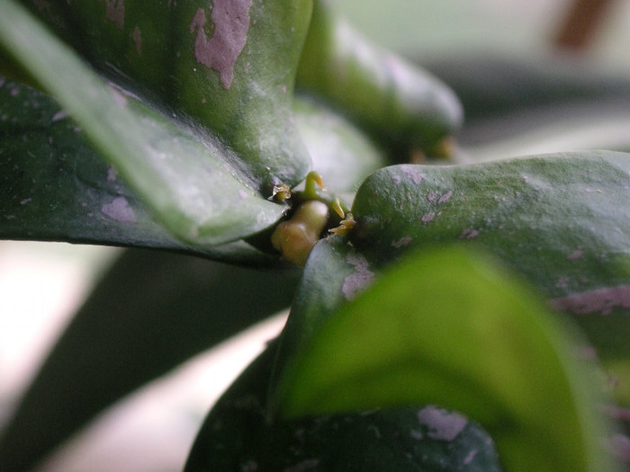 2040523420075666569YhOWah_fs - Hoya