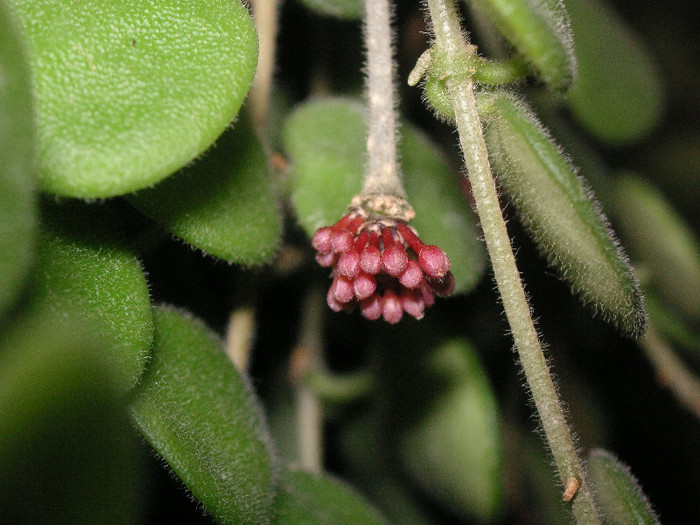 2041458420075666569qIkylq_fs - Hoya