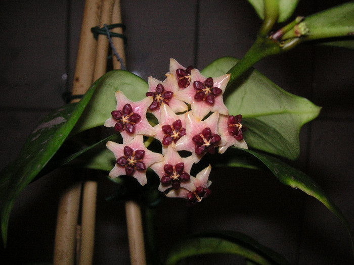 2047848940075666569sLphYU_fs - Hoya