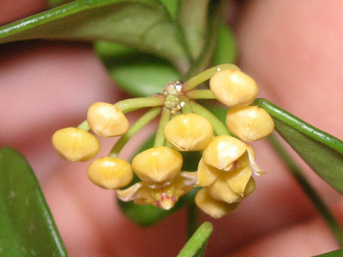 2060740480075666569ToLPmj_fs - Hoya