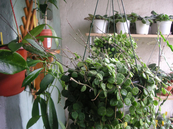 2062973020075666569DSzugD_fs - Hoya