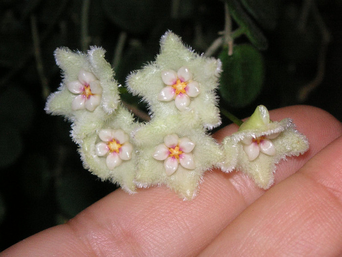 2063862560075666569TxGjEQ_fs - Hoya