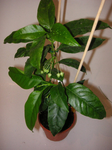 2066526870075666569oaTGTU_fs - Hoya