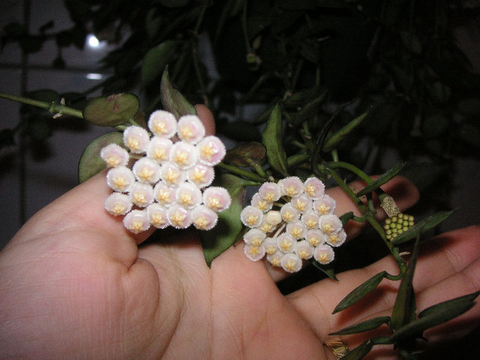 2066900480075666569nvRlSB_fs - Hoya