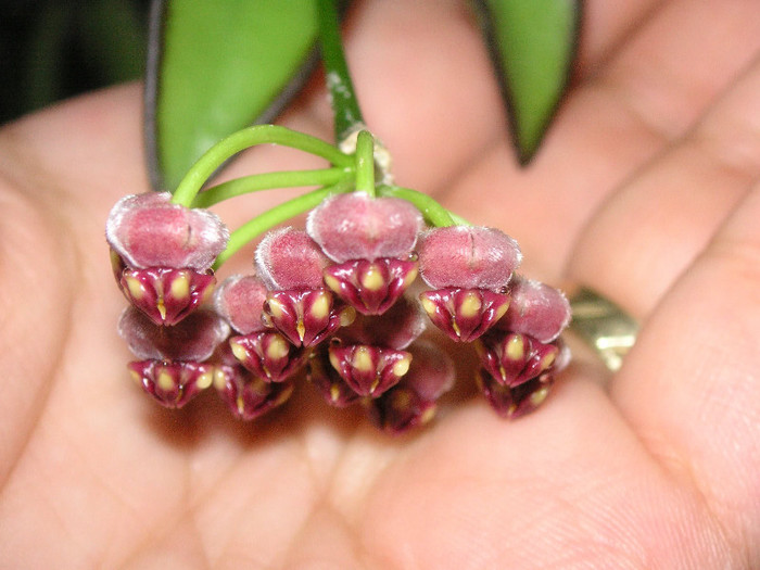 2068960830075666569GHcnZa_fs - Hoya