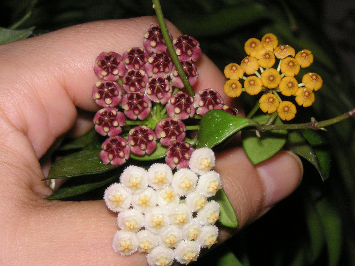 2096353560075666569uKgzAT_fs - Hoya